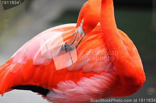 Image of flamingo