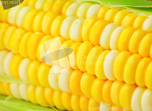 Image of corn cobs