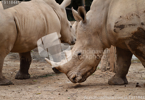 Image of rhino