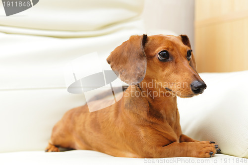 Image of dachshund dog on sofa