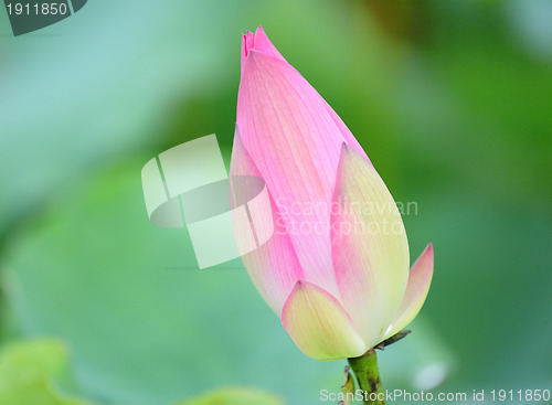 Image of Pink Lotus Bud