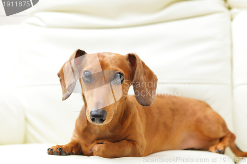 Image of dachshund dog on sofa