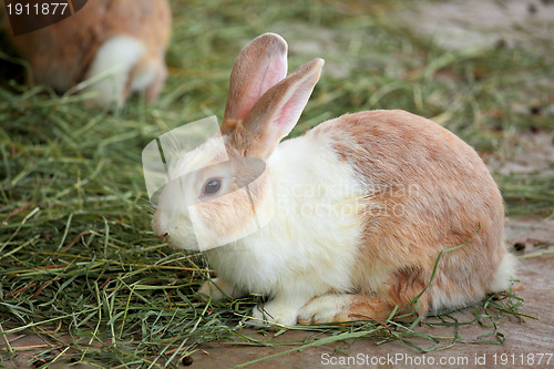 Image of rabbit