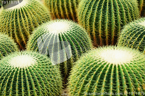 Image of Cactus