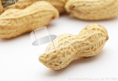 Image of Peanut