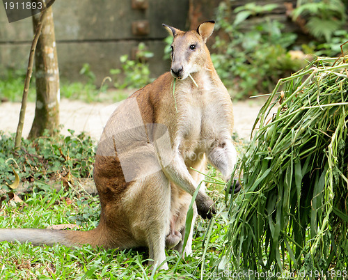 Image of kangaroo