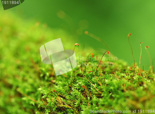 Image of Moss