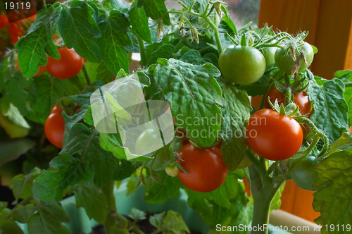 Image of Red tomatoes