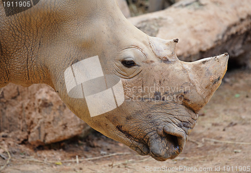 Image of rhino