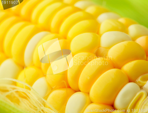 Image of corn cobs