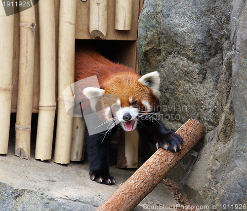 Image of Red panda