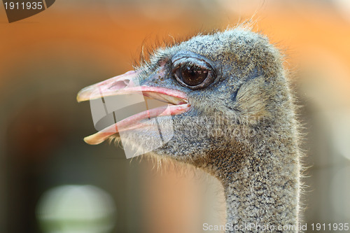 Image of ostrich