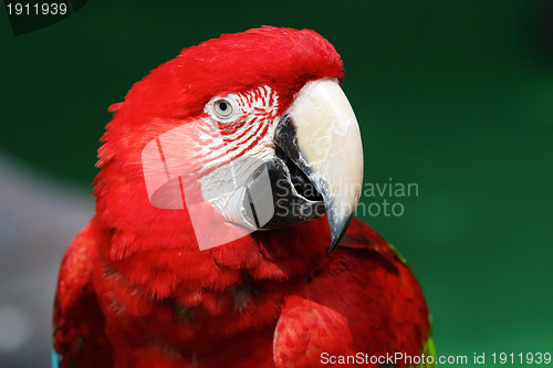 Image of colorful red macaw