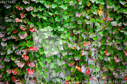 Image of ivy covering wall