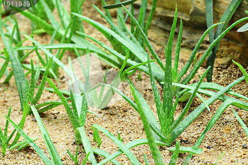 Image of Aloe vera field