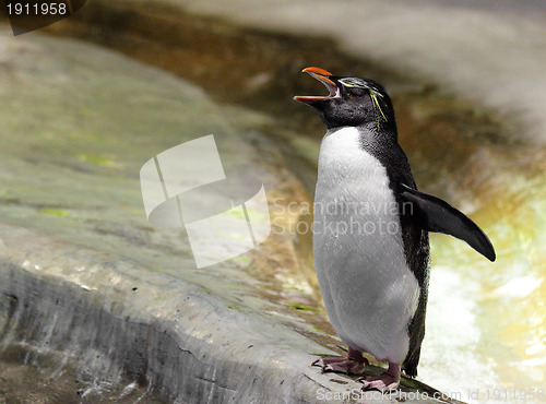 Image of Penguin
