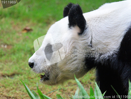 Image of Giant panda