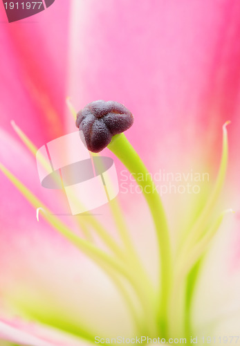 Image of pink lily