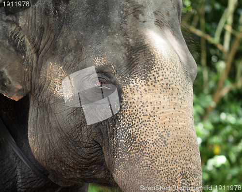Image of Close up of asian Elephant