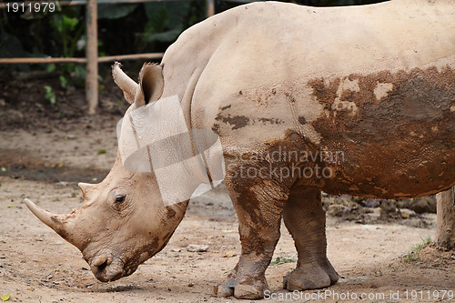 Image of rhino