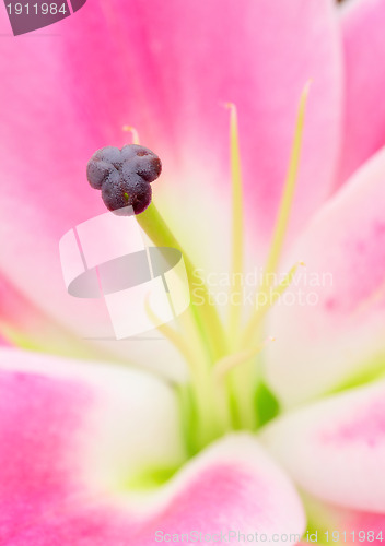 Image of Pink lily flower