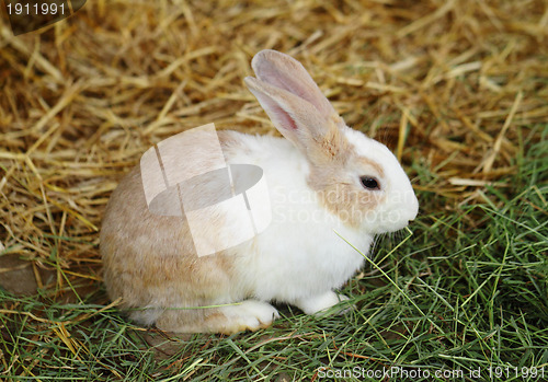 Image of bunny rabbit