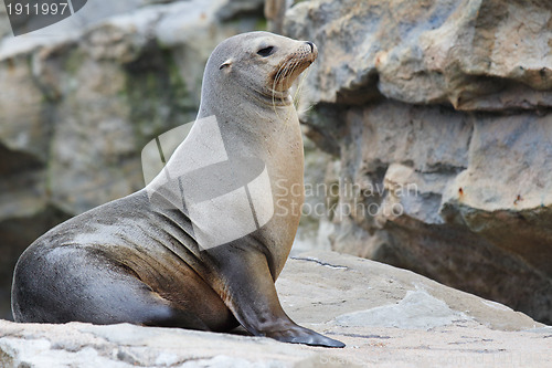 Image of Sea Lion