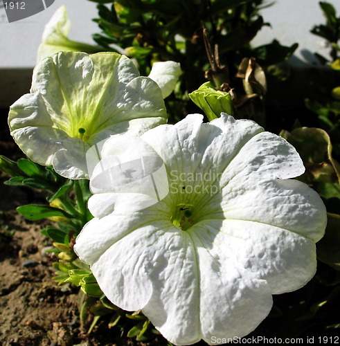 Image of Flower white