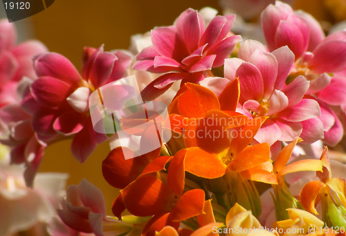 Image of Flowers of Kalanchoe