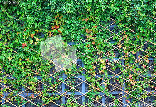 Image of wall and green plants