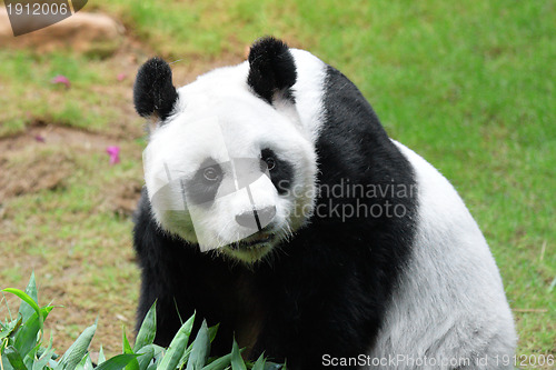 Image of Giant panda