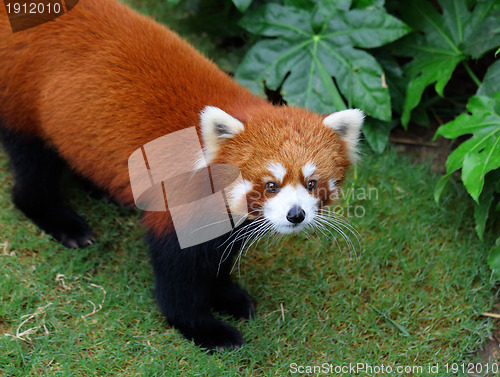 Image of Red panda