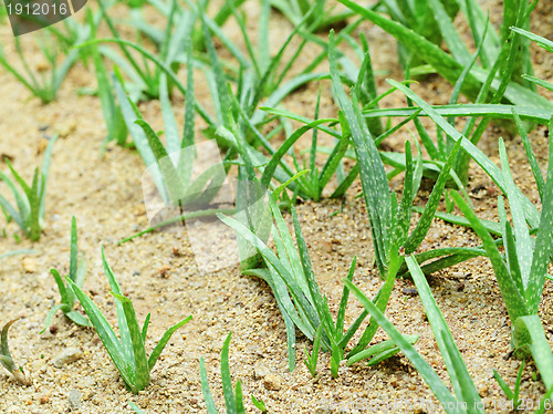 Image of Aloe vera field