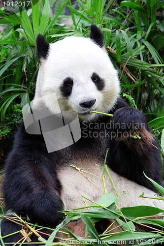 Image of giant panda bear eating bamboo