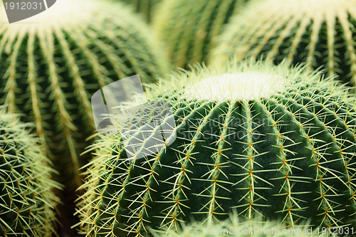 Image of cactus