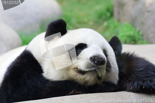 Image of Sleeping panda