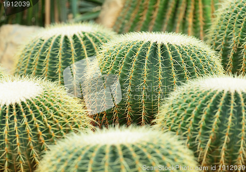 Image of cactus