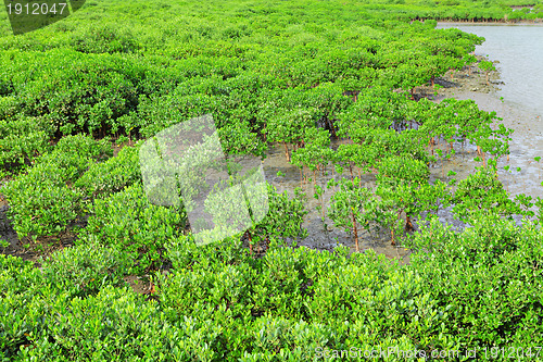 Image of Red Mangroves