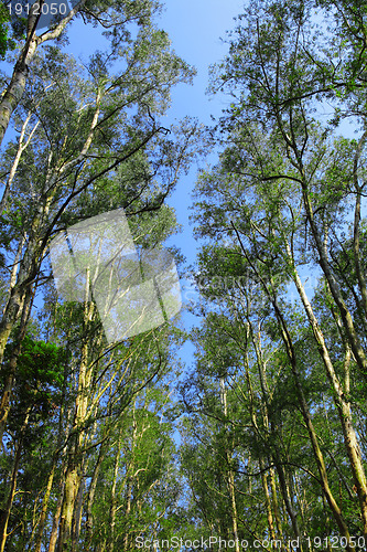 Image of Tree canopy