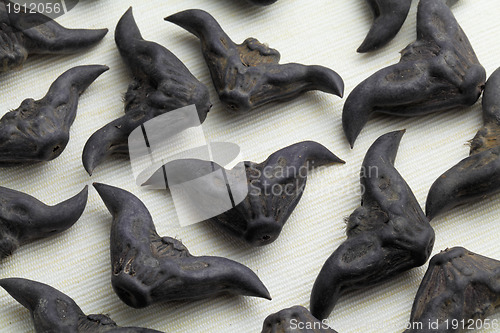 Image of Water Caltrop