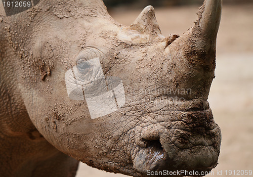 Image of rhino