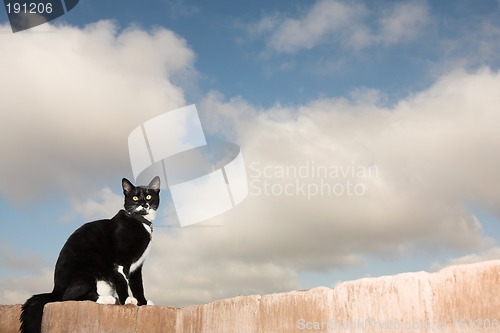 Image of Cat #1
