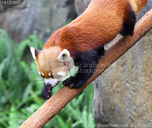 Image of Red panda