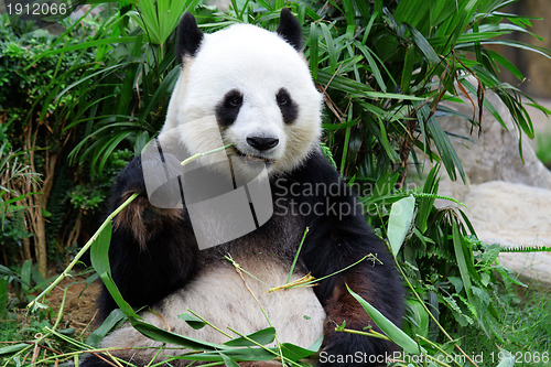 Image of giant panda bear eating bamboo