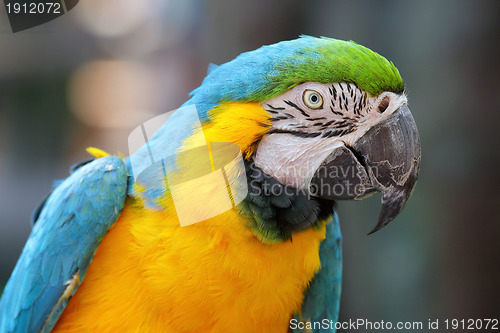 Image of Macaw bird