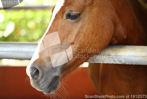 Image of horse