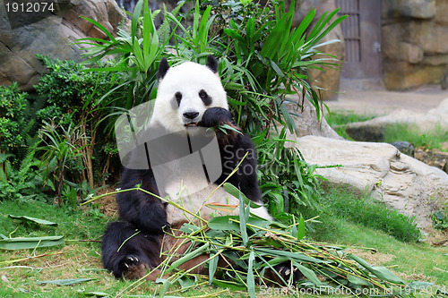 Image of Giant panda