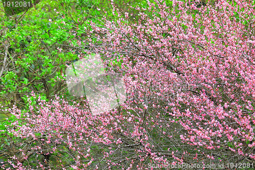 Image of plum flower blossom