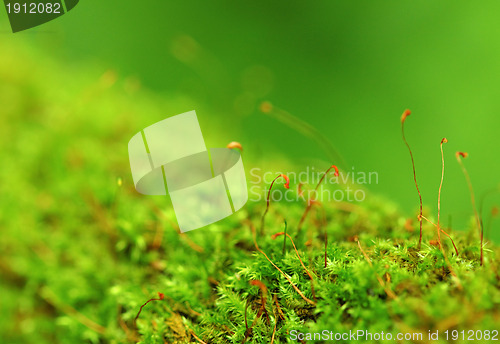 Image of Moss In Close-up