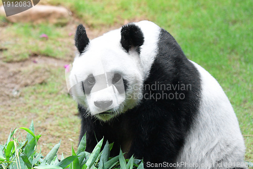 Image of Giant panda